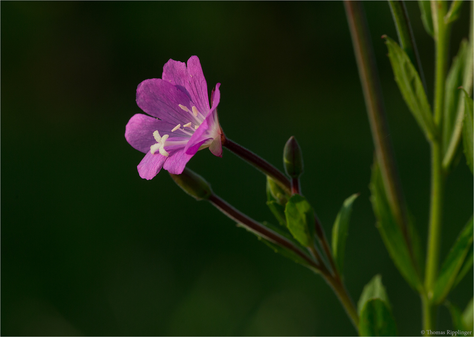 Zottige Weidenröschen (Epilobium hirsutum).