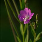 Zottige Weidenröschen (Epilobium hirsutum)