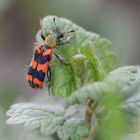 zottiger Bienenkäfer