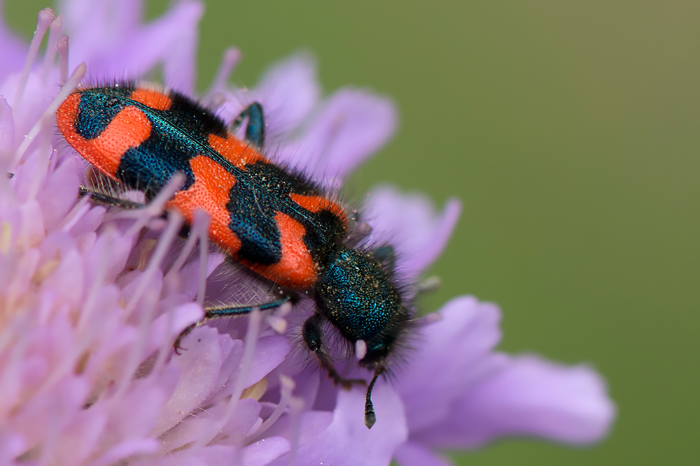 Zottiger  Bienenkäfer