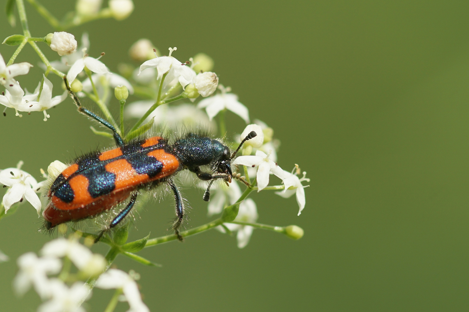 Zottiger Bienenkäfer (1)