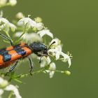 Zottiger Bienenkäfer (1)