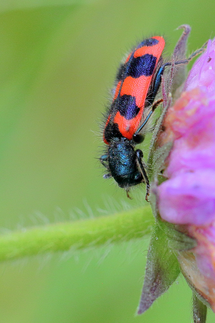 Zottiger Bienenkäfer