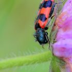 Zottiger Bienenkäfer