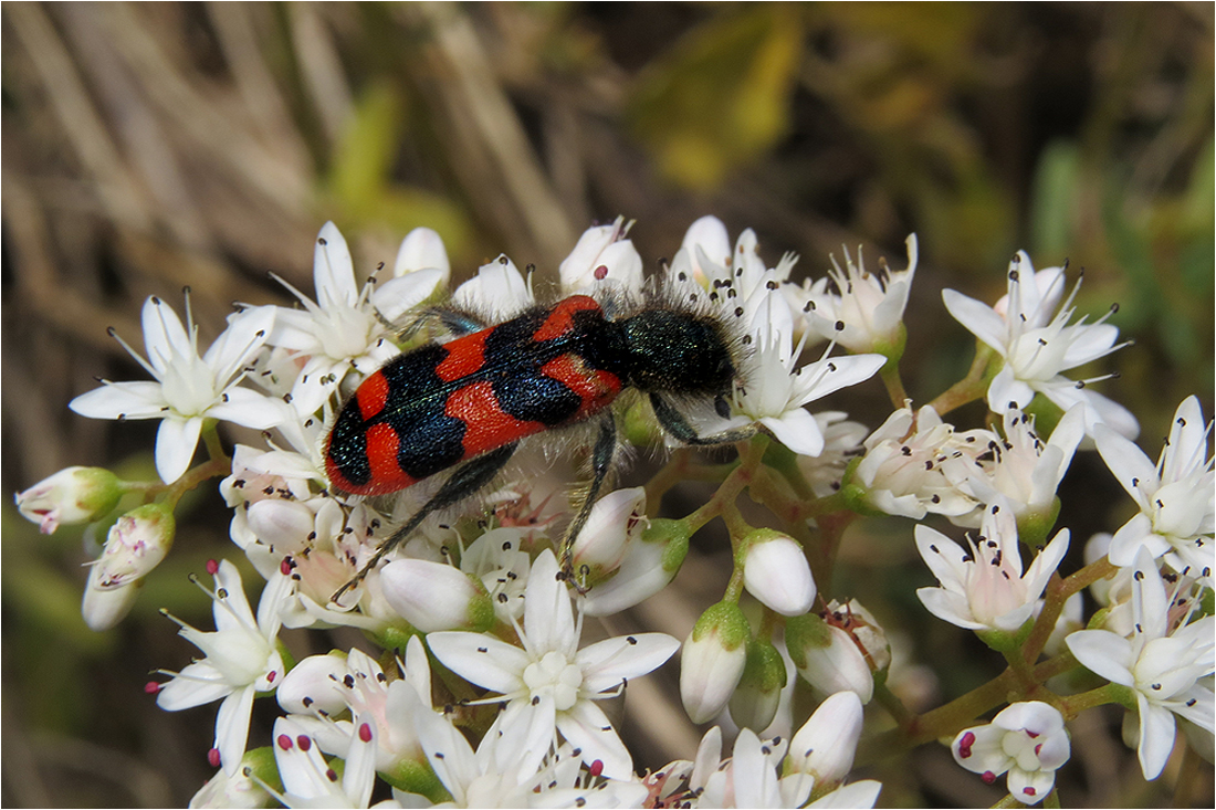  Zottiger Bienenkäfer