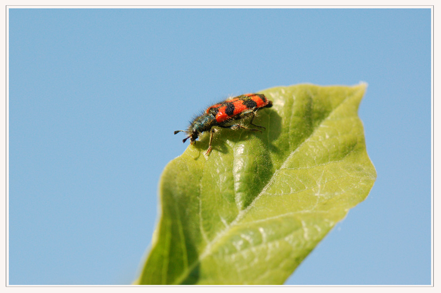 zottiger Bienenkäfer