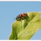 zottiger Bienenkäfer