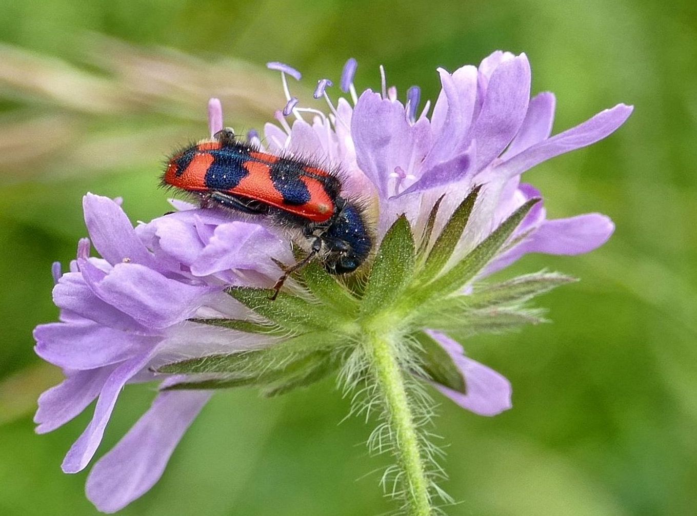 Zottiger Bienenkäfer