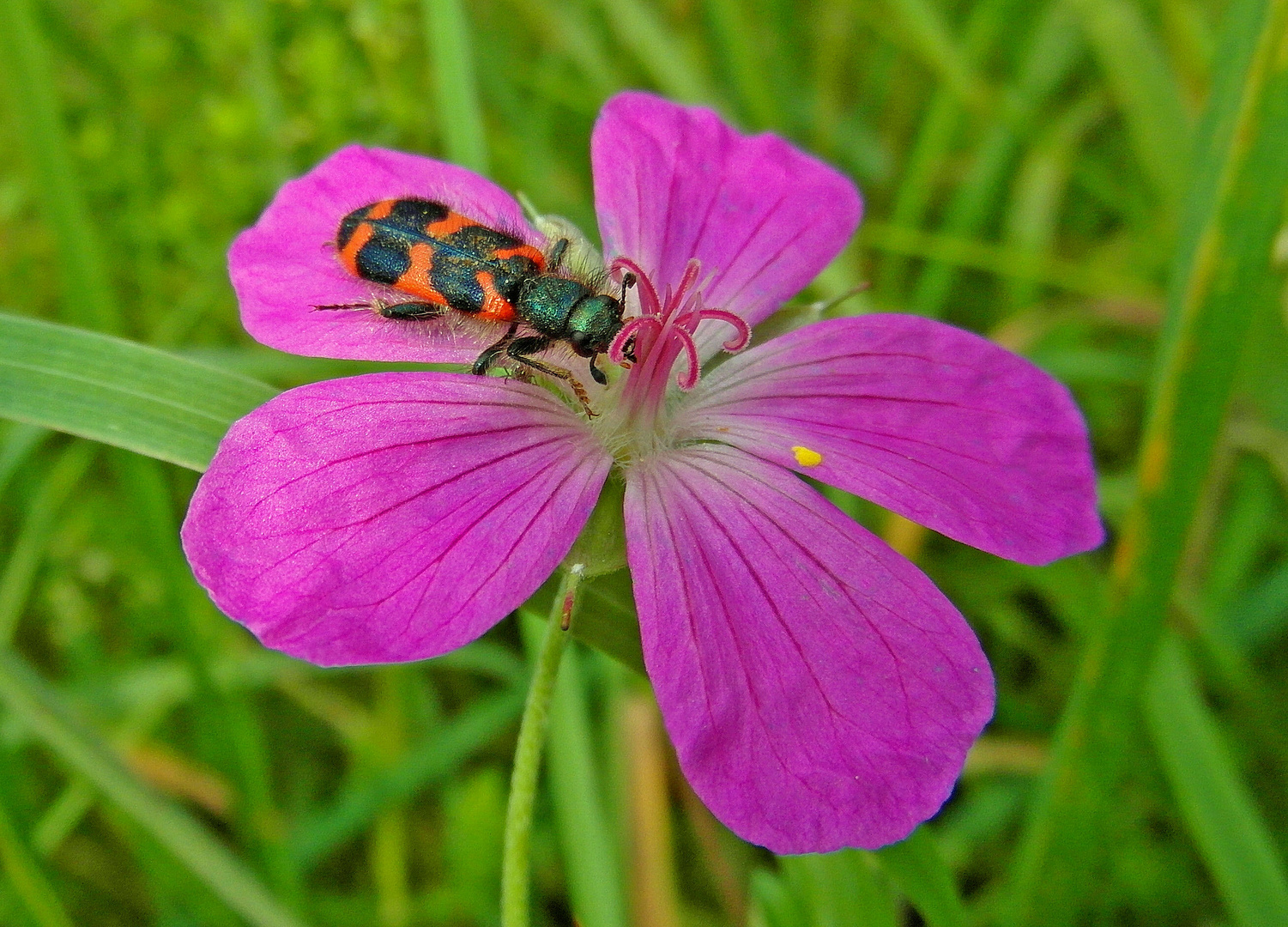 zottiger Bienenkäfer