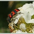 zottiger Bienenkäfer