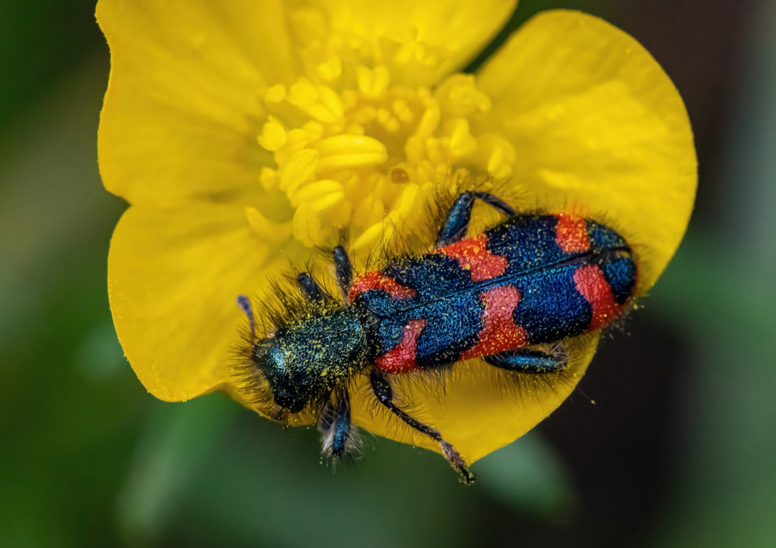 Zottiger Bienenkäfer