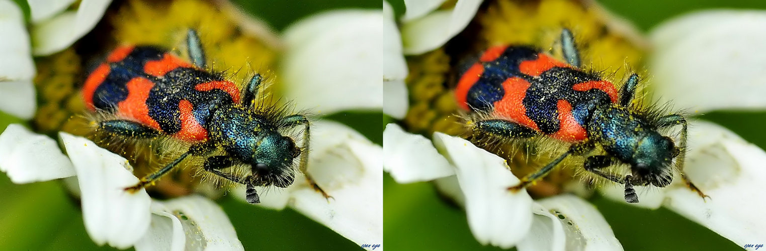 Zottiger Bienenkäfer - 3D Kreuzblick