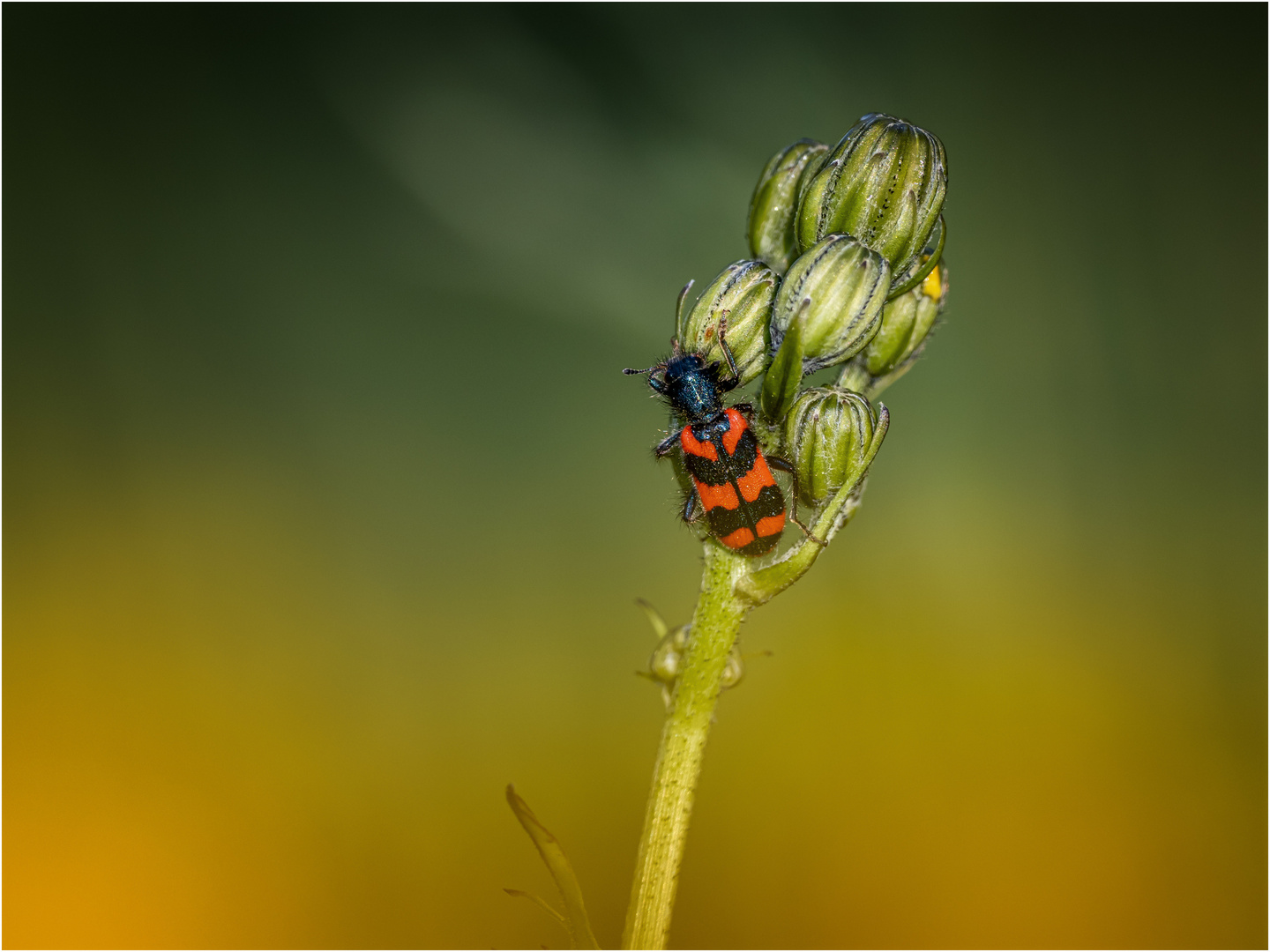 Zottiger Bienenkäfer