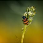 Zottiger Bienenkäfer