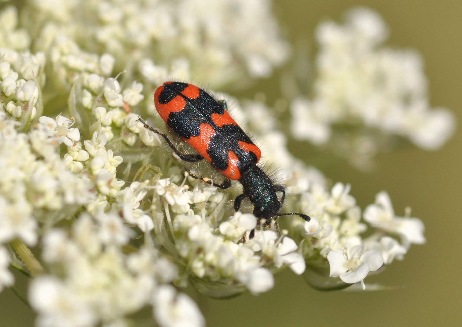 Zottiger Bienenkäfer