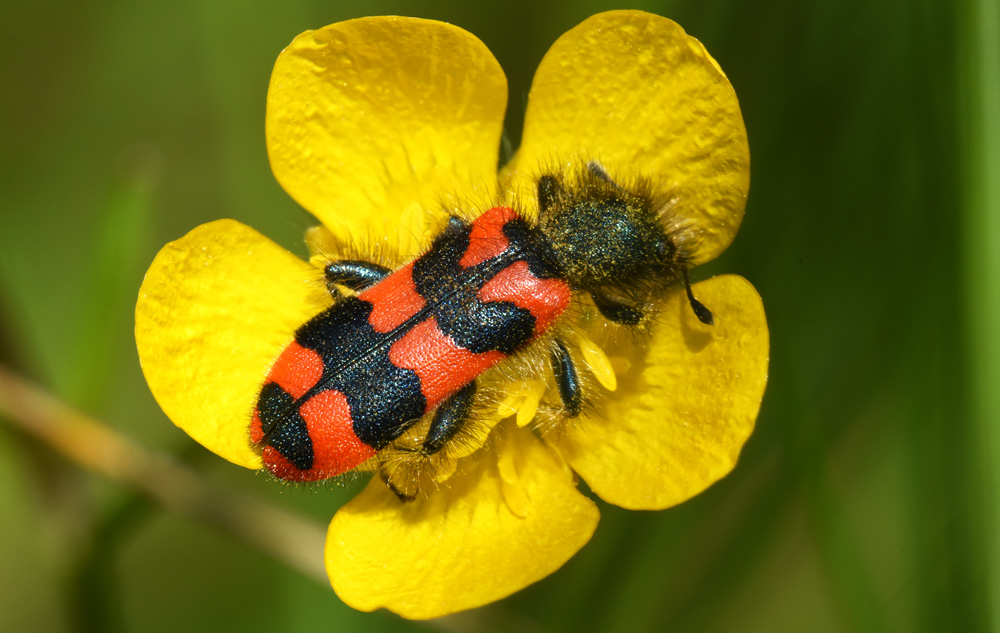 Zottiger Bienenkäfer