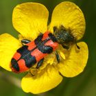 Zottiger Bienenkäfer