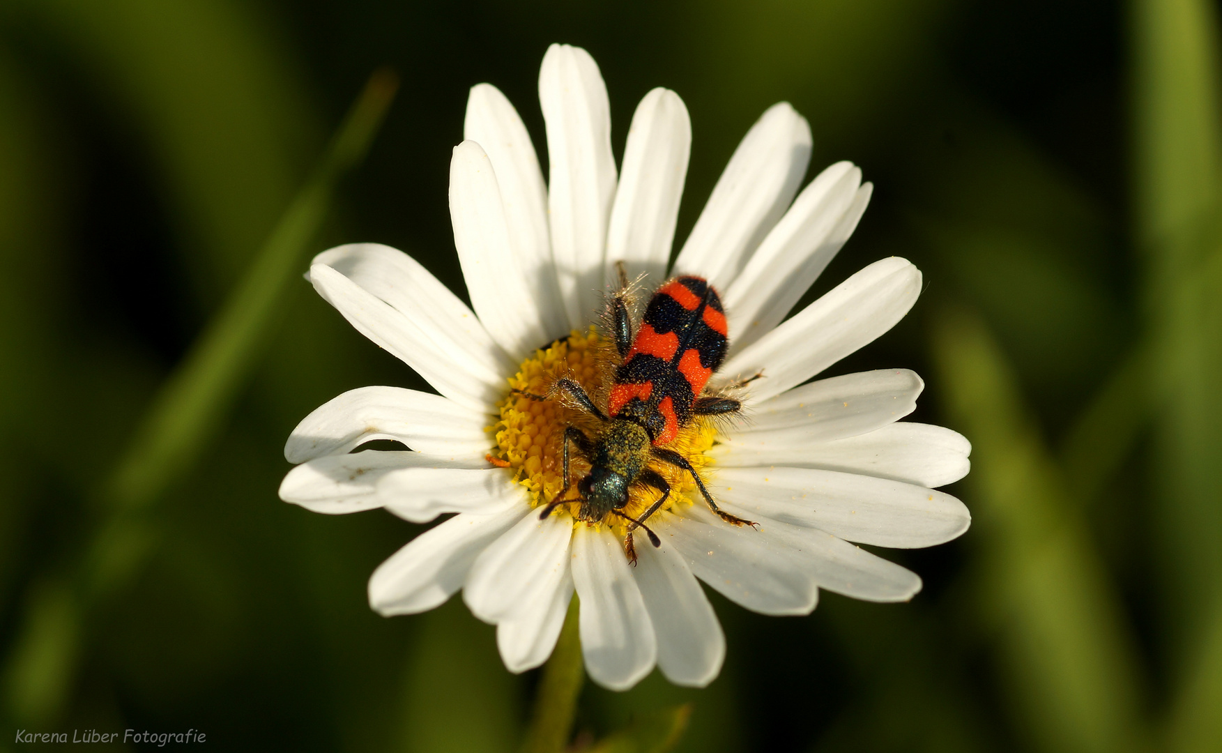 Zottiger Bienenkäfer