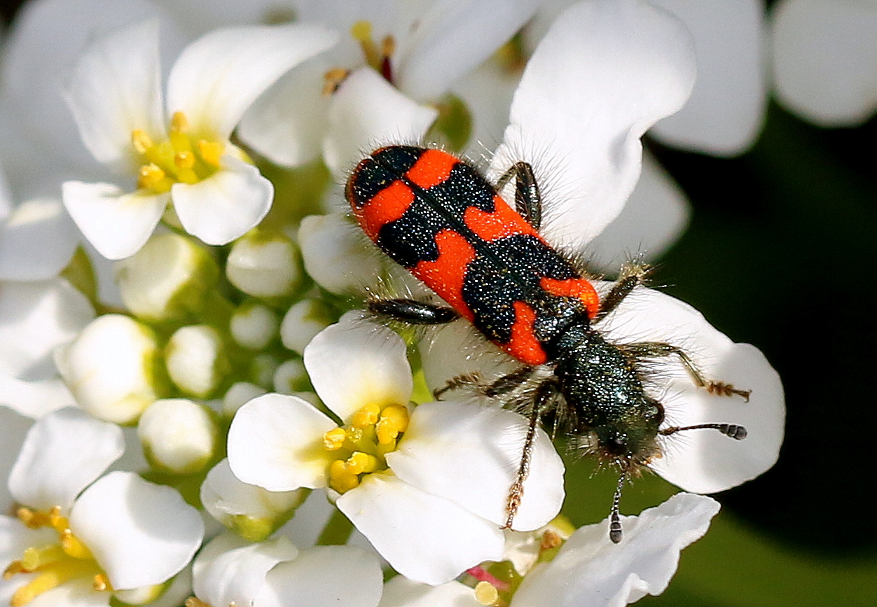 Zottiger Bienenkäfer