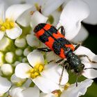 Zottiger Bienenkäfer