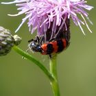 zottiger Bienenkäfer