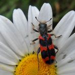 Zottiger Bienenkäfer