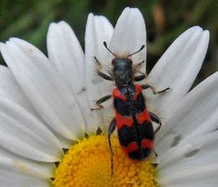 Zottiger Bienenkäfer