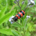 Zottiger Bienenkäfer