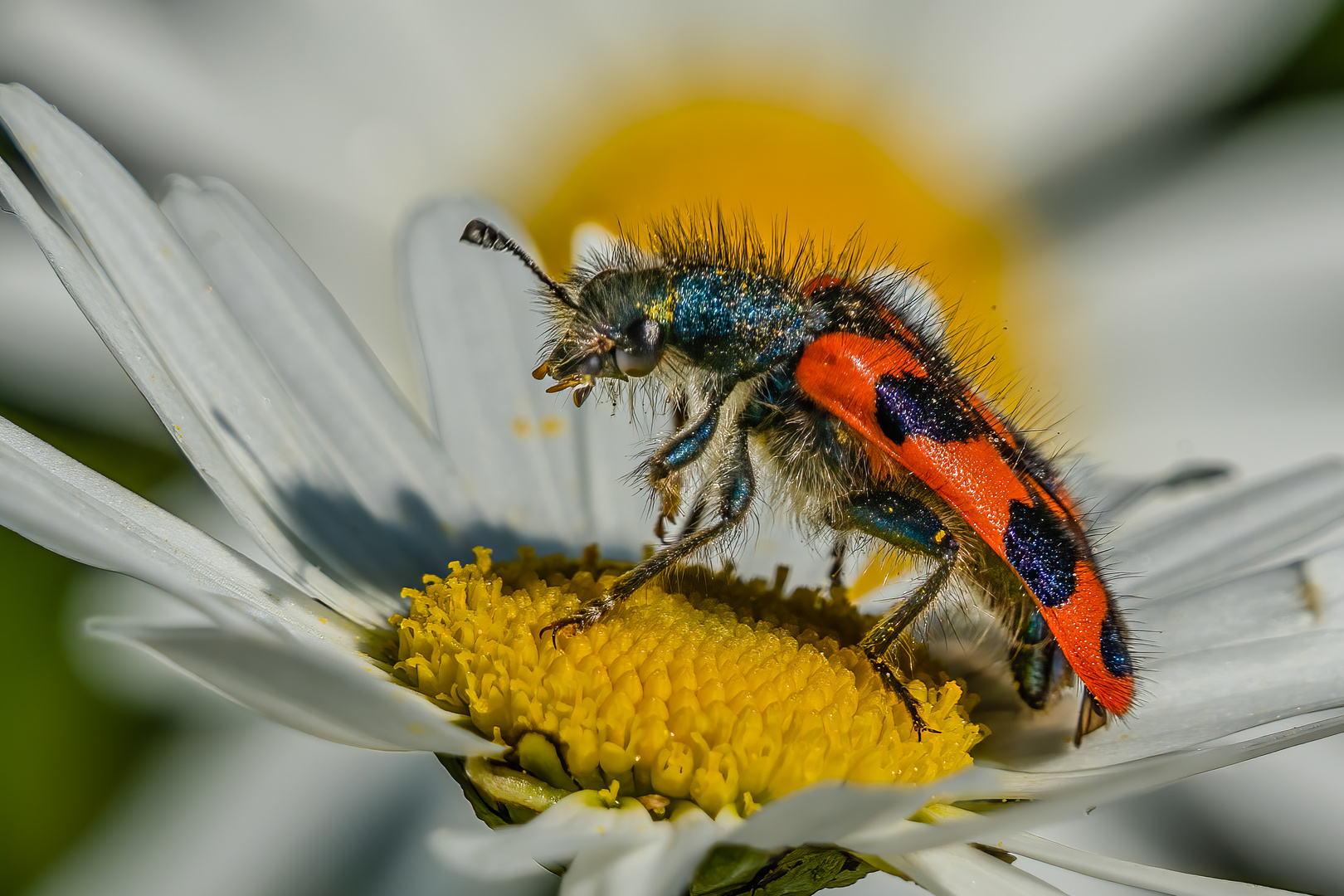 Zottiger Bienenkäfer