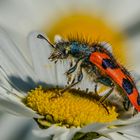 Zottiger Bienenkäfer