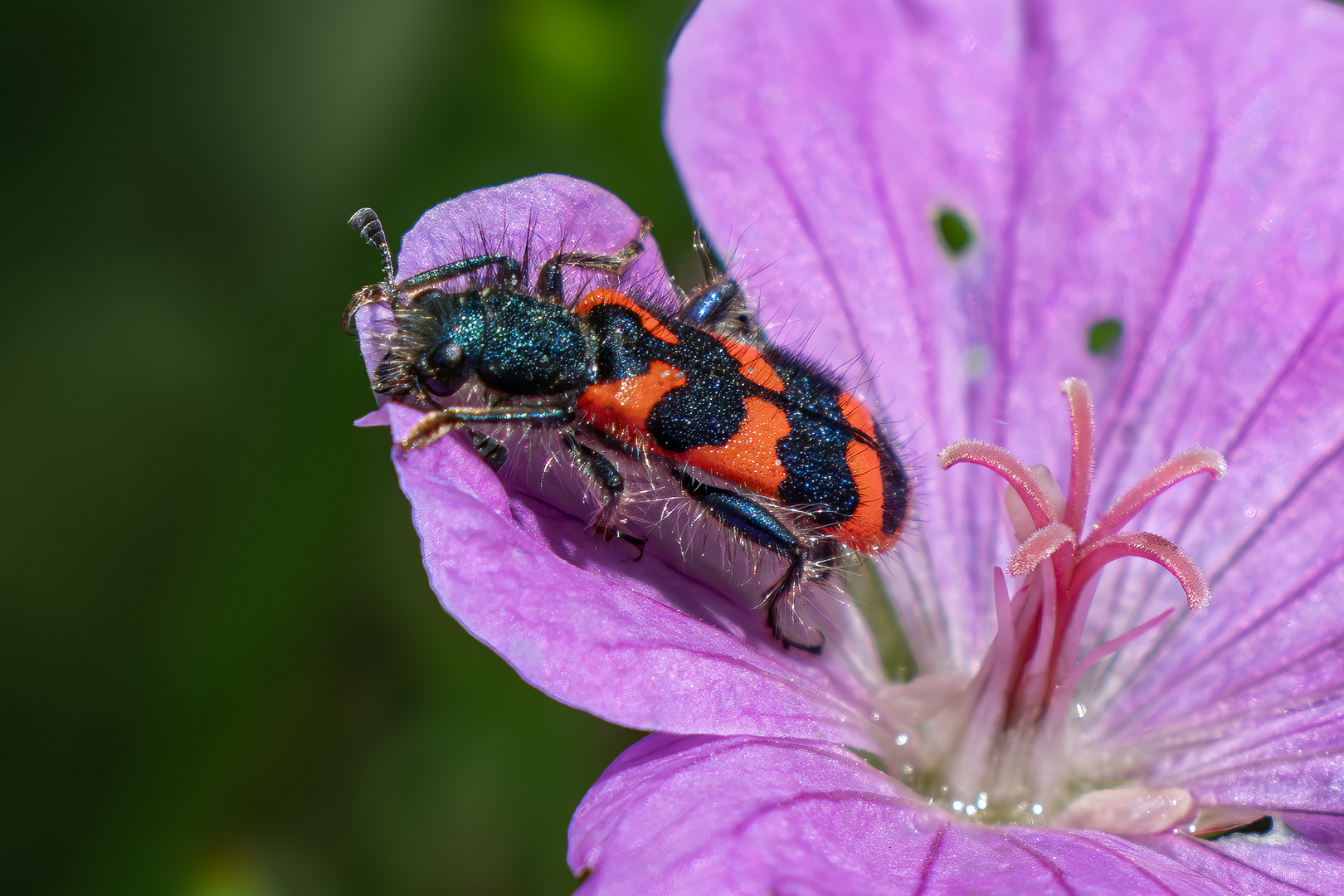 Zottiger Bienenkäfer