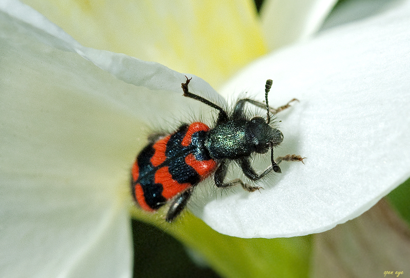 _ Zottiger Bienenkäfer _