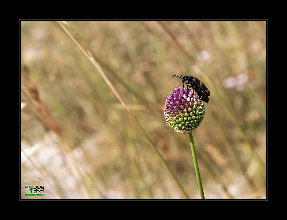 zottiger Bienenkäfer