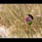 zottiger Bienenkäfer