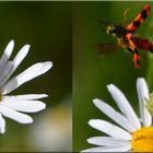 Zottiger Bienenkäfer