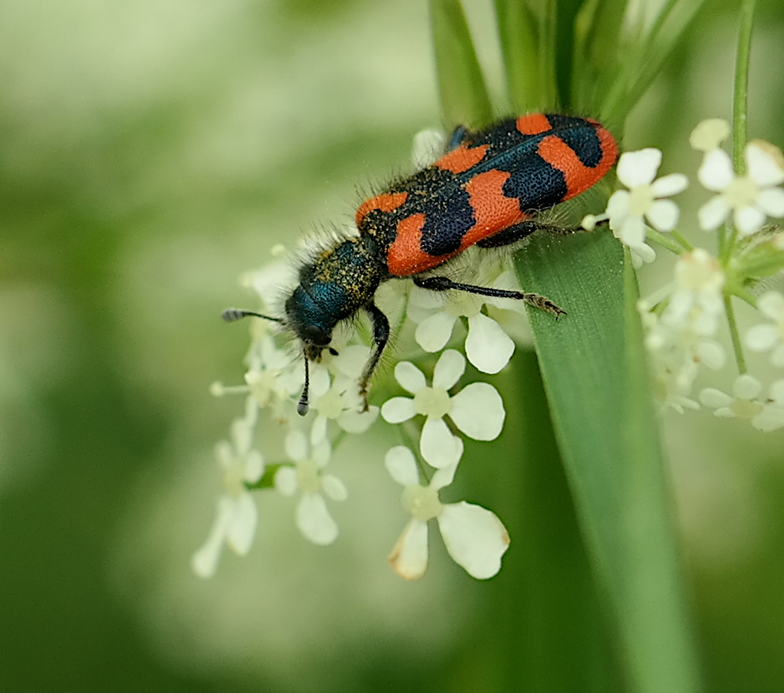 zottiger Bienenkäfer