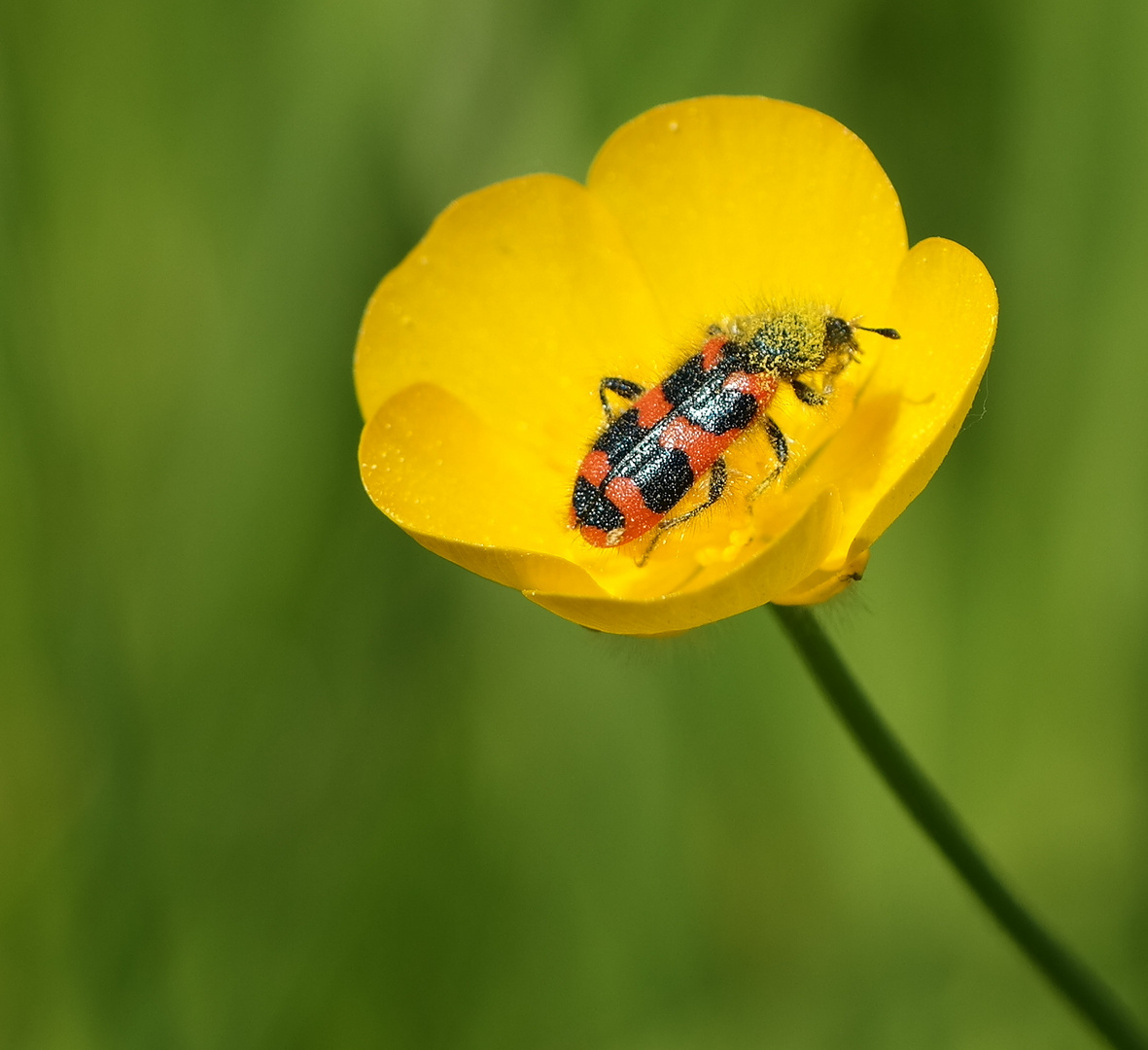 zottiger Bienenkäfer