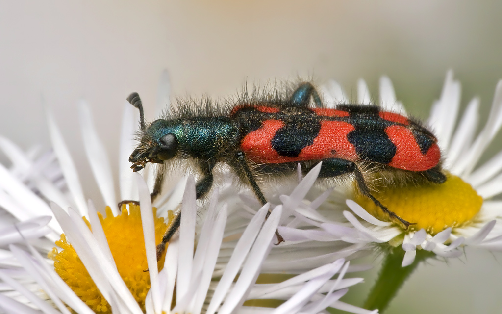 Zottiger Bienenkäfer