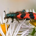 Zottiger Bienenkäfer