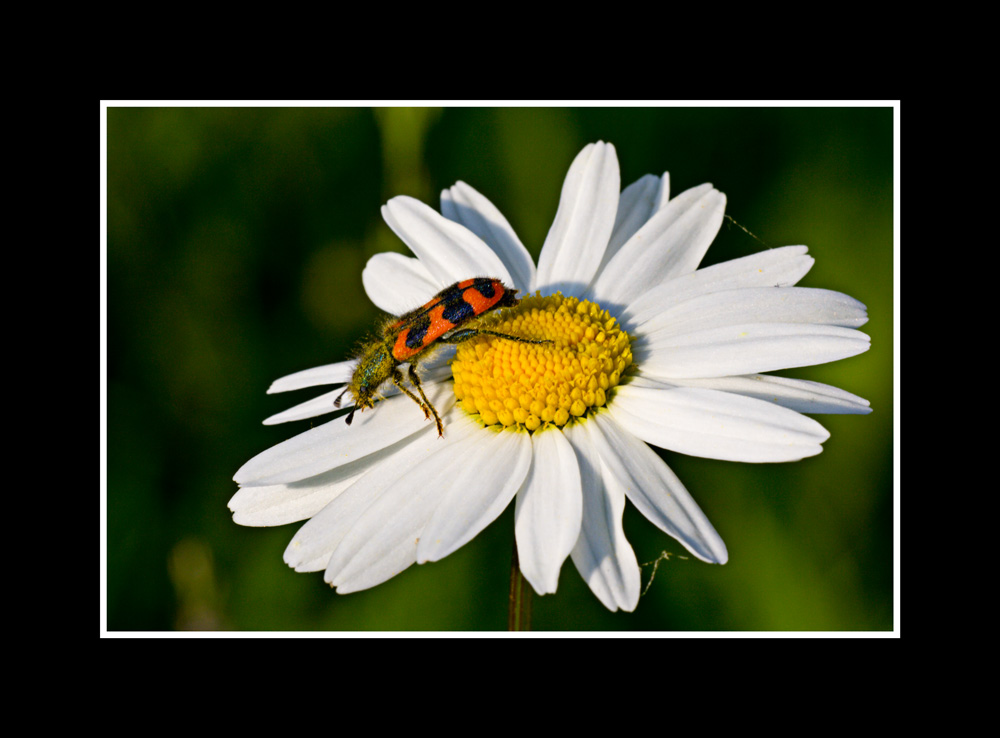 Zottiger Bienenkäfer