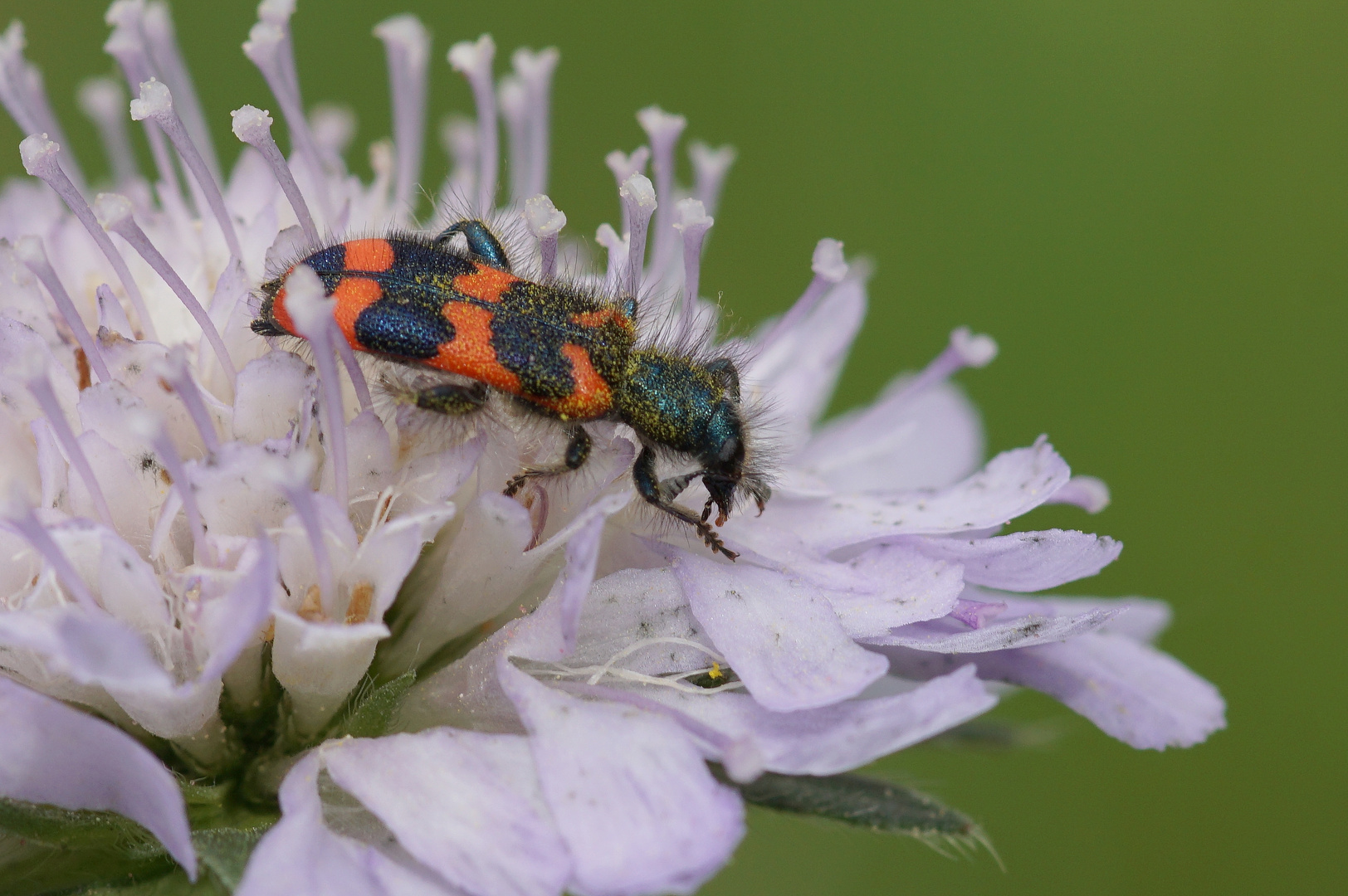 Zottiger Bienenkäfer