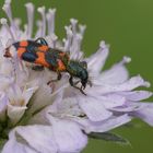 Zottiger Bienenkäfer