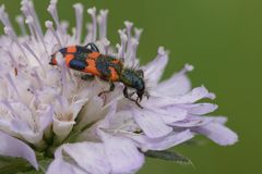 Zottiger Bienenkäfer