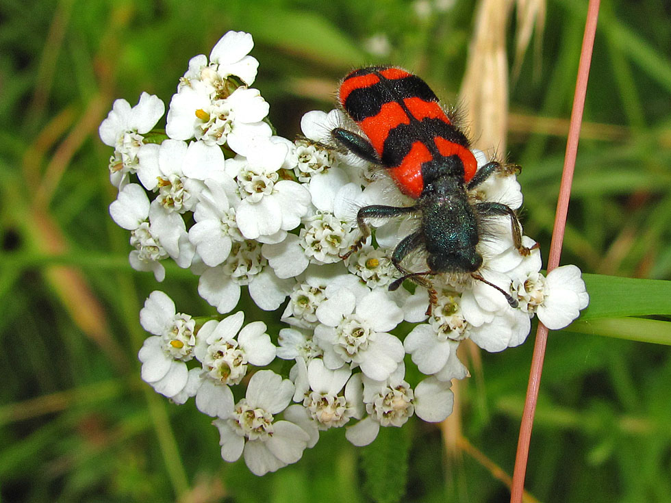 Zottiger Bienenkäfer