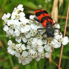 Zottiger Bienenkäfer