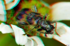 Zottiger Bienenkäfer  - Anaglyphe