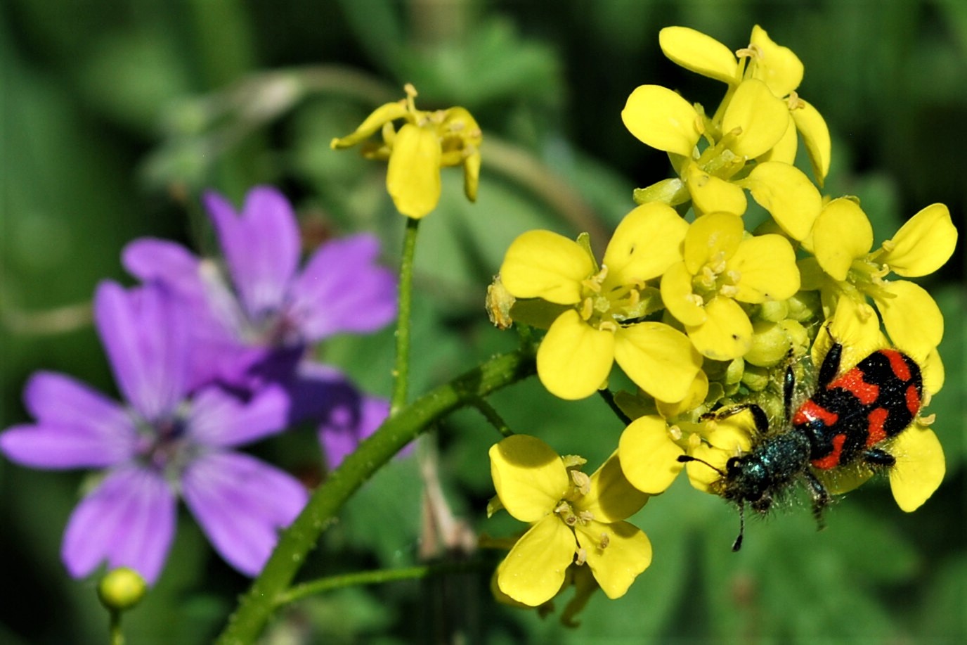 Zottiger Bienenkäfer auf Glatt-Brillenschötchen, im Hintergrund sind Weg-Malven