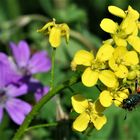 Zottiger Bienenkäfer auf Glatt-Brillenschötchen, im Hintergrund sind Weg-Malven