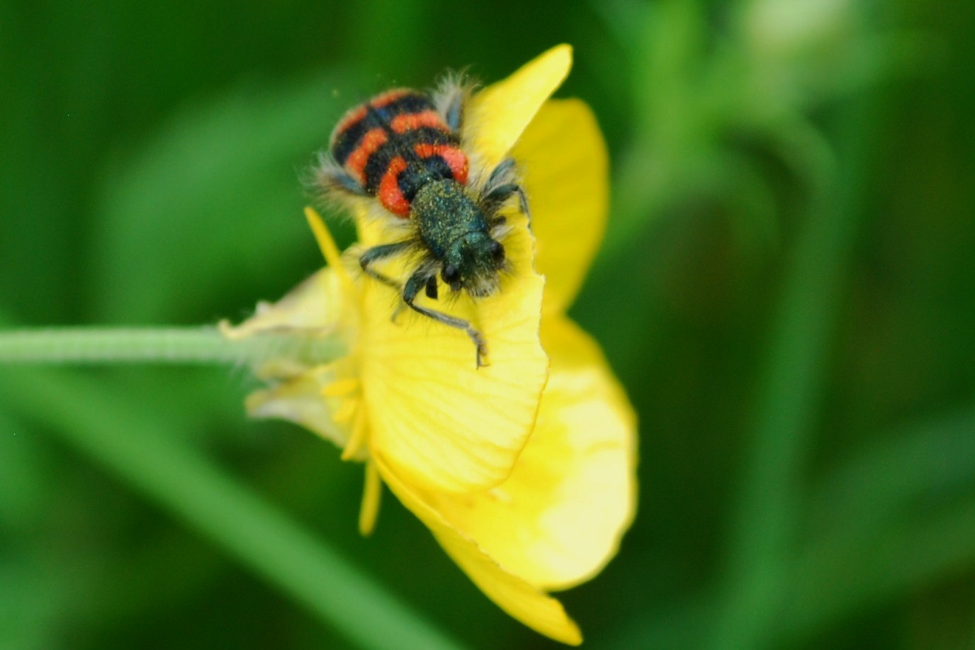 zottiger Bienenkäfer auf Hahnenfuß (ich weiß aber nicht genau welcher)