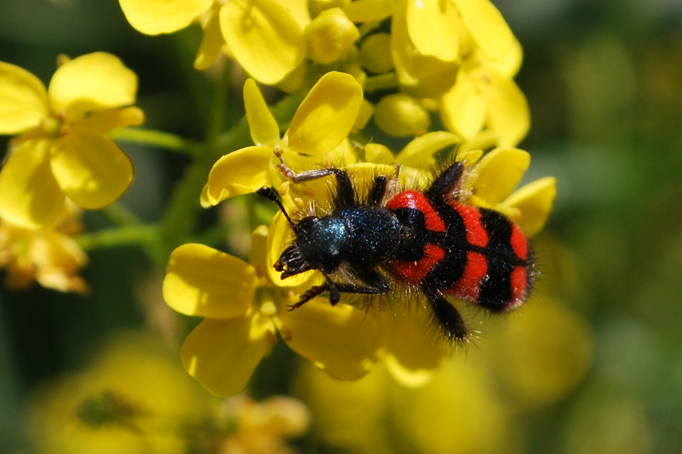  Zottiger Bienenkäfer auf Raps